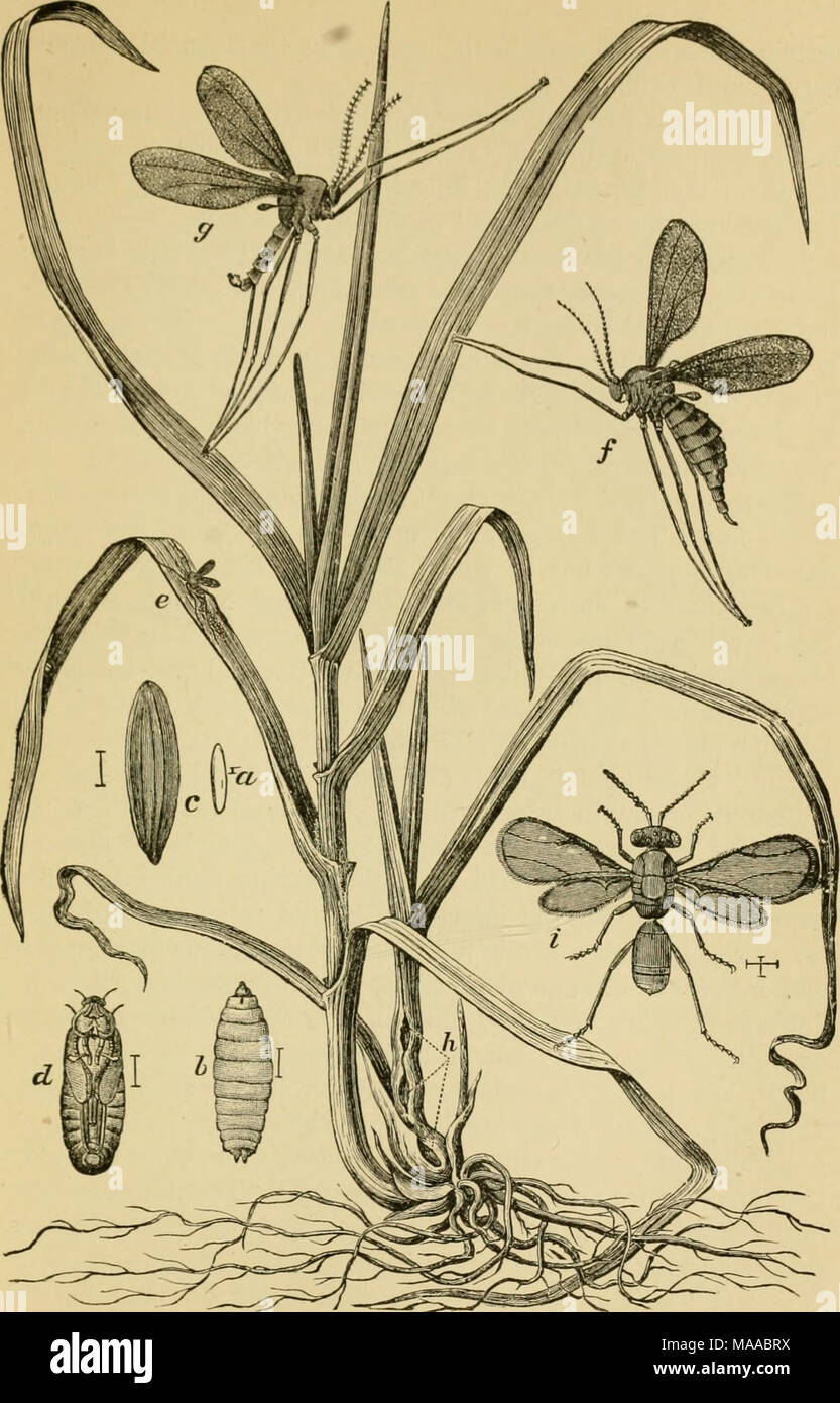 . Economic entomology for the farmer and the fruit grower, and for use as a text-book in agricultural schools and colleges; . The Hessian-fly, Cecidomyia destynctor.—On the left a healthy stalk of wheat, and on the right one infested at li by Hossian-fly, shovinjj;the galls, a, egg; b, larva; c, &quot;flaxseed;&quot; d, pupa, all very much enlarged ; e, fly ovipositing on leaf, natural size ; /, female, and g, male Hessian-fly, much enlarged ; :', the parasite, Merims destructor, much enlarged. 22 337 Stock Photo