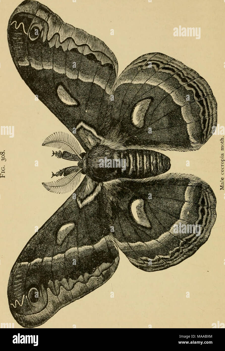 . Economic entomology for the farmer and the fruit grower, and for use as a text-book in agricultural schools and colleges; . is the cecropia, Platysamia cecropia, the caterpillar occurring on a great variety of plants, including many of our fruit-trees and Stock Photo
