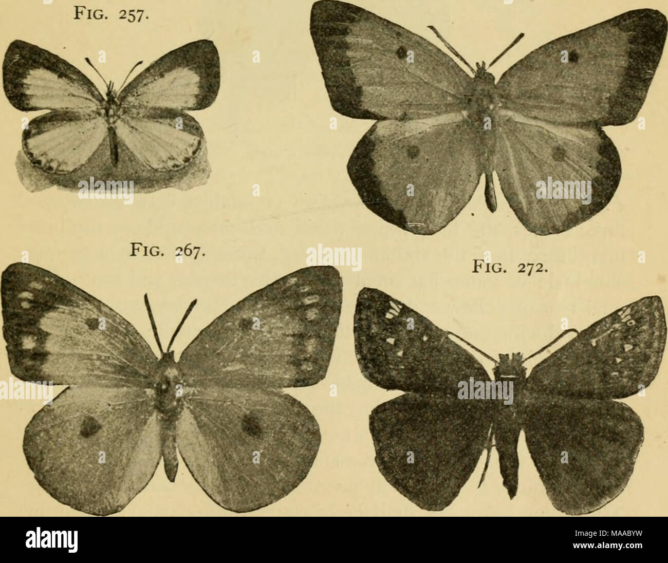 . Economic entomology for the farmer and the fruit grower, and for use as a text-book in agricultural schools and colleges; . Fig. 255, mourning-cloak butterfly, Vanessa antiopa. Fig. 257, Lyccena pseudargiolus. Fig. 266, Colias philodice, male. Fig. 267, same, female. F&quot;ig. 272, Nisoniades juvenalis. Stock Photo