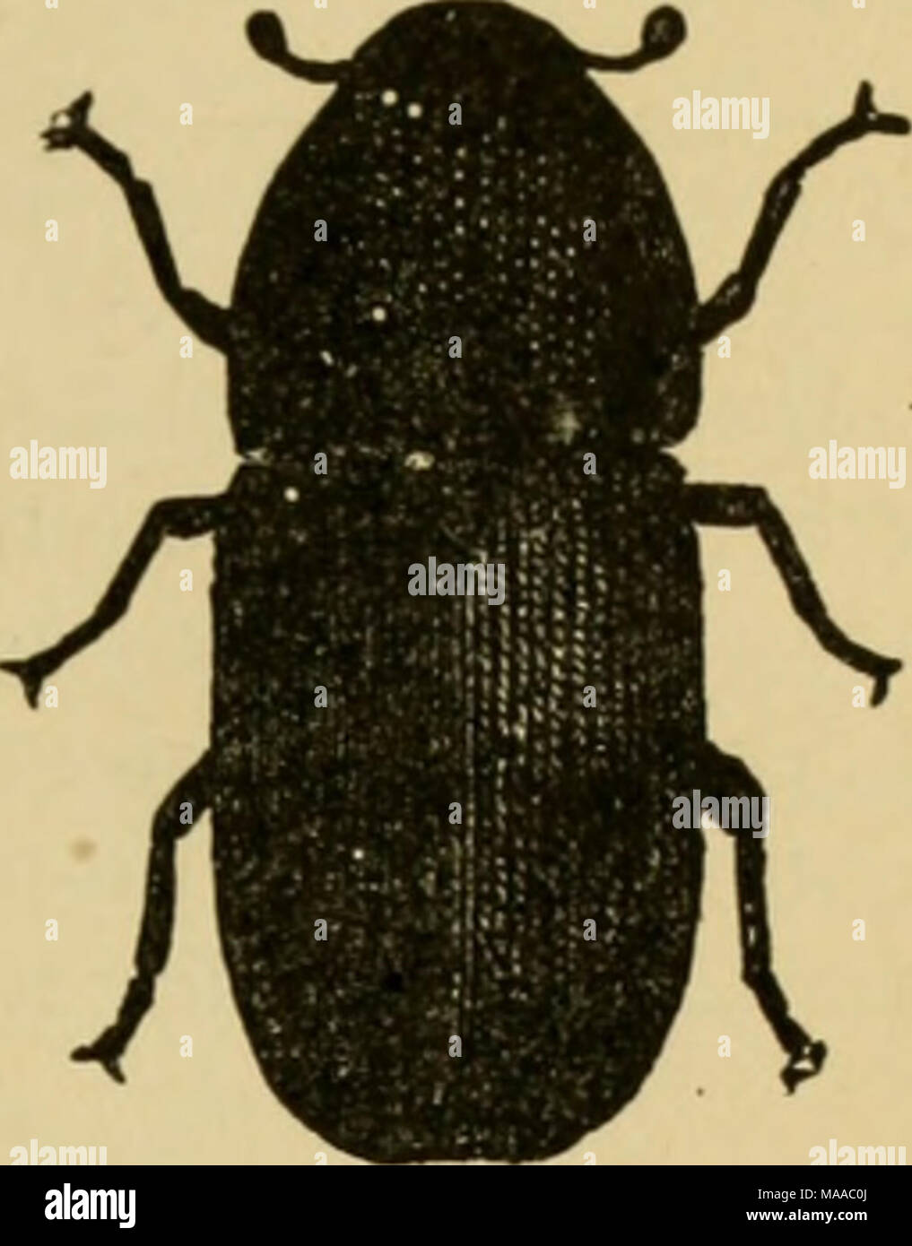 Vigorous Insect Peach Beetles High Resolution Stock Photography and Images - Alamy