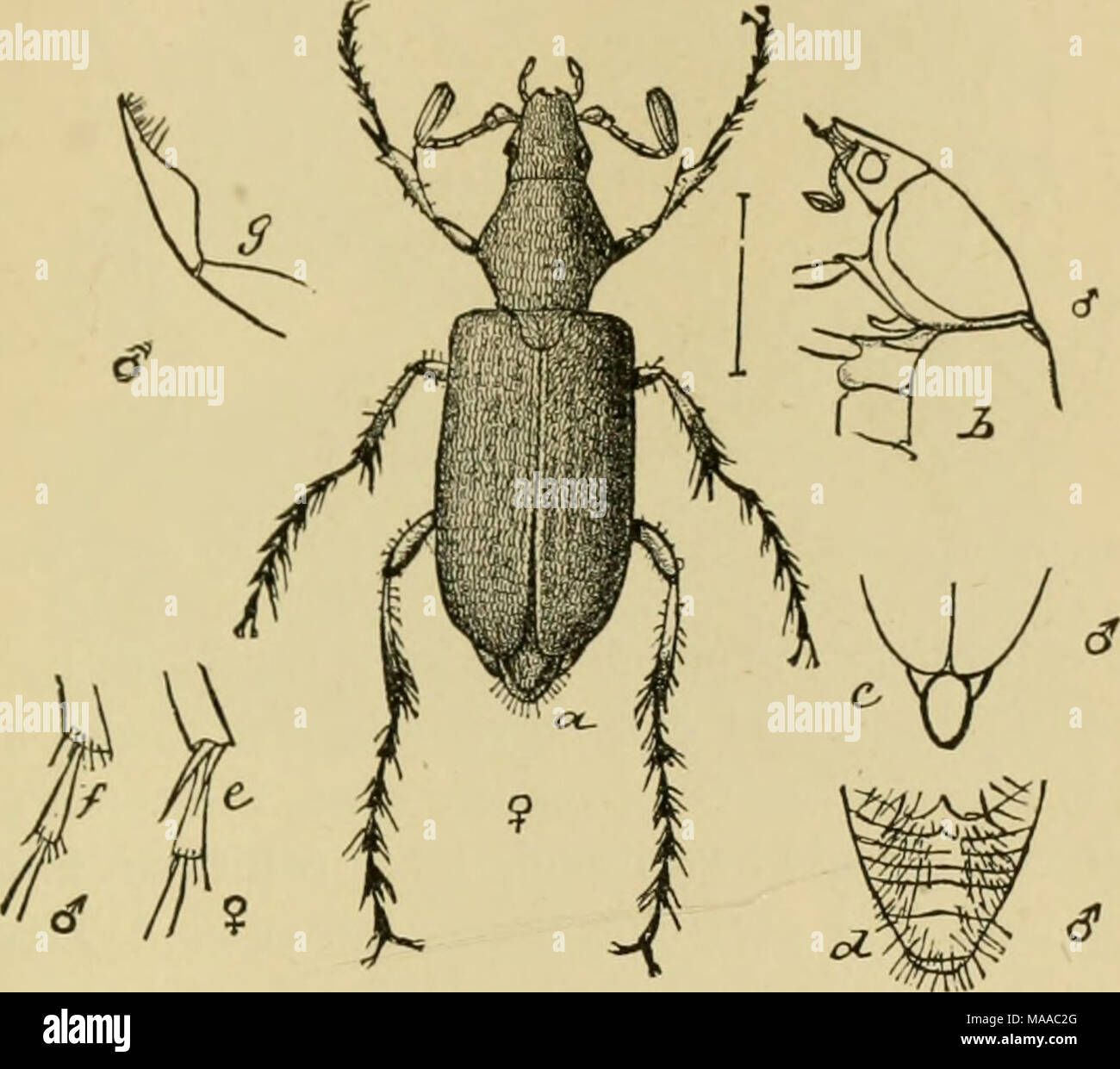 Anything Insect Eats insect pests on crops hi-res stock photography and images - Alamy