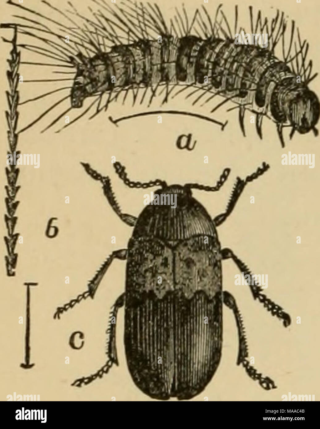 . Economic entomology for the farmer and the fruit grower, and for use as a text-book in agricultural schools and colleges; . The larder-beetle, Dermes- tes lardariiis.—a, la'rva ; b, a single hair from larva ; c, adult beetle. These belong to the family Dermcstidce, which contains such nuisances as the &quot;larder-beetles,&quot; &quot;carpet-beetles,&quot; and &quot;mu- seum-beetles.&quot; The elytra, which cover the abdomen completely, are black or gray, usually ornamented with white or colored scales, which sometimes form quite pretty markings. The &quot;larder-beetle,&quot; or &quot;bacon Stock Photo