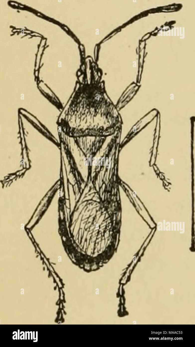 Sulsuli Insect . Economic entomology for the farmer and the fruit grower, and for use ...