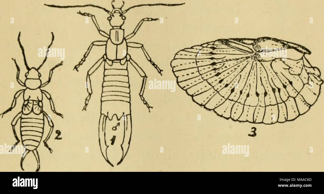 Oars Insect Image . Economic entomology for the farmer and the fruit grower, and for use ...