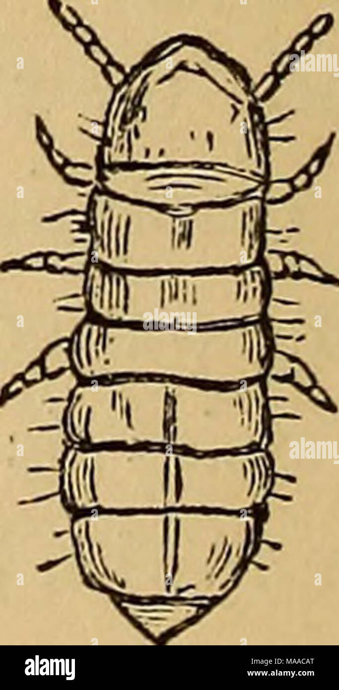 . Economic entomology . Podura aquatica. 0.08 of an inch in len.cjth. Lipura fimetaria. i-ioth of an incli in length. No. 21. Lipura fimetaria (Z/wz.).—21. Magnified sketch of ditto. We have now left the jumping Collembola. The following species only run. This species is very common, and may be found in damp earth throughout the year, often engaged in Stock Photo