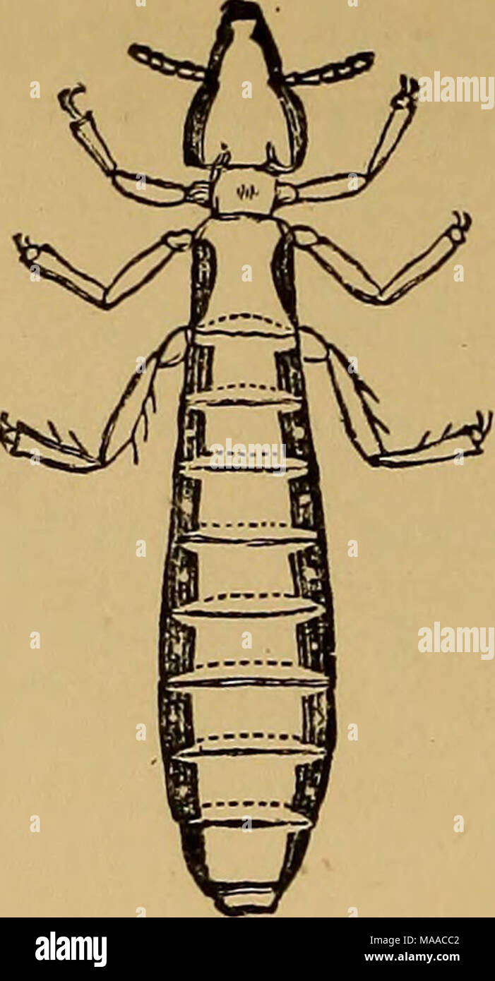 . Economic entomology . Lipeurus variabilis (from the fowl). I to I line in length. Lipeurus squalidus (from the duck).  to i line in length. Lipeurus variabilis {Nitzsch).—45. Speci- mens ; 46. Enlarged figure of ditto; 47. Illus- trative vignette (newly hatched domestic chick- ens). Infests the domestic fowl. Lipeurus squalidus {JSIitzsch). Infests the duck. Nos. 48-50. Nos. 51—53- Lipeurus jejunus {NitzscJi).—48. Specimens; 49. Enlarged figure of ditto ; 50. Illustrative vignette (geese). Infests the goose. Lipeurus polytrapezius {Nitzsch).—51. Specimens ; 62. Enlarged figure of ditto; 63 Stock Photo