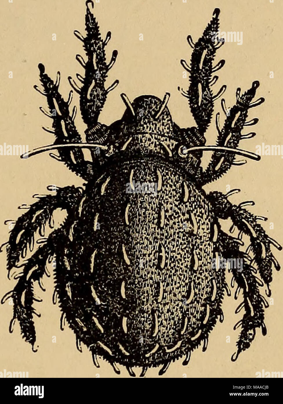 . Economic entomology . I.arva of Hermannia crassipes. Ilenn- iiiiia era sipes, oi&quot;.00080 in lenjjtli. Copied from Nicolet'i figure. Copied from Nicolet's figure. Another curious, heavy, lumpy insect common in the neighbour- hood of Paris. It is distinguished by rows of flat spatula-shaped hairs on its body and legs. It also affects mosses. This genus also is represented in Spitzbergen, a species named H. reticulata having been described by Thorell. Genus Cepheus {Koch), Same character as Notaspis, but the tectum attached to the cephalothorax only by its base. Stock Photo