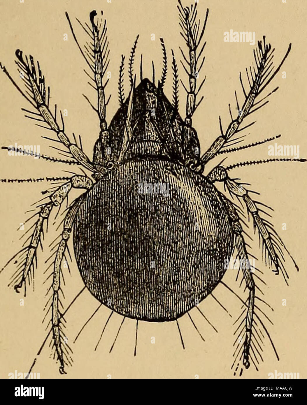 . Economic entomology . Notaspis bipilis. o&quot;i'oco67 in length. Copied from Nicolet. Very common in France. Genus Oribata {Latr.). Cephalothorax, with lamellar appendages; tarsi with three heterodactyl claws ; hairs on vertex bristle-shaped. No. 12. Oribata orbicularis Koch).—12. Magnified sketch of ditto, copied from Nicolet's .figure. Common near Paris. Stock Photo