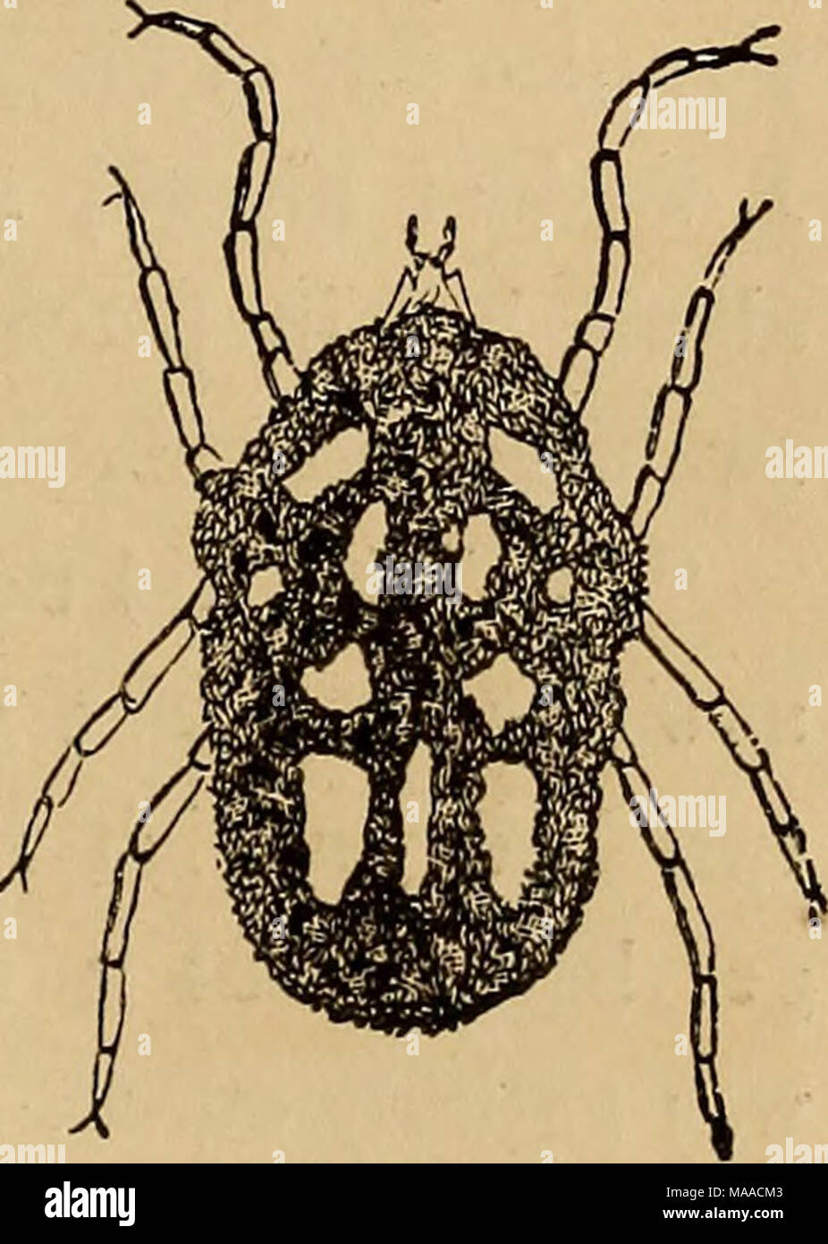 Irretating Insect . Economic entomology . A very irritating substitute for, or rather ...