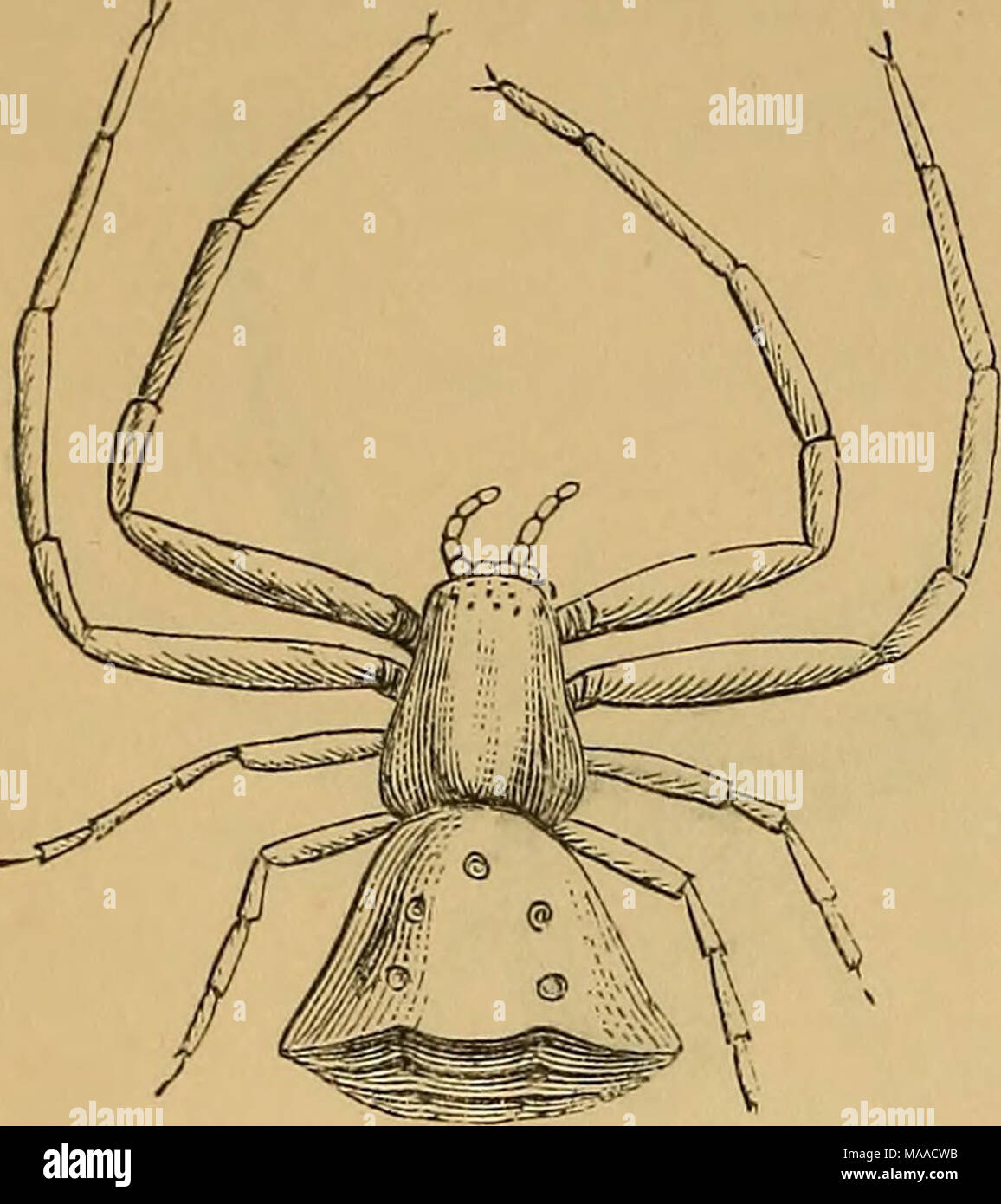 . Economic entomology . 88 ARACHNOIDEA. CASE Xysticus PINI {HaJiu), Thomisus audax, Bl.—W. Enlarged sketch of ditto. VII. No. II. Similar in appearance to the last. No. 12. Thomisus onustus {Walck. Th. abbreviatus, BL—2. Enlarged sketch of ditto. A yellow species with the ab- domen so much turned down as to appear abruptly truncate. DiyEA DORSATA (ivz^.), Thomisus flori- colens, Bl.—13. Enlarged figure of ditto. Found in chalk and limestone districts; the male and female differ much in appearance. The female has the cephalo-thorax Thomisus abbreviatus (slightly magnified). 2Xld^ ICgS grCCn,  Stock Photo