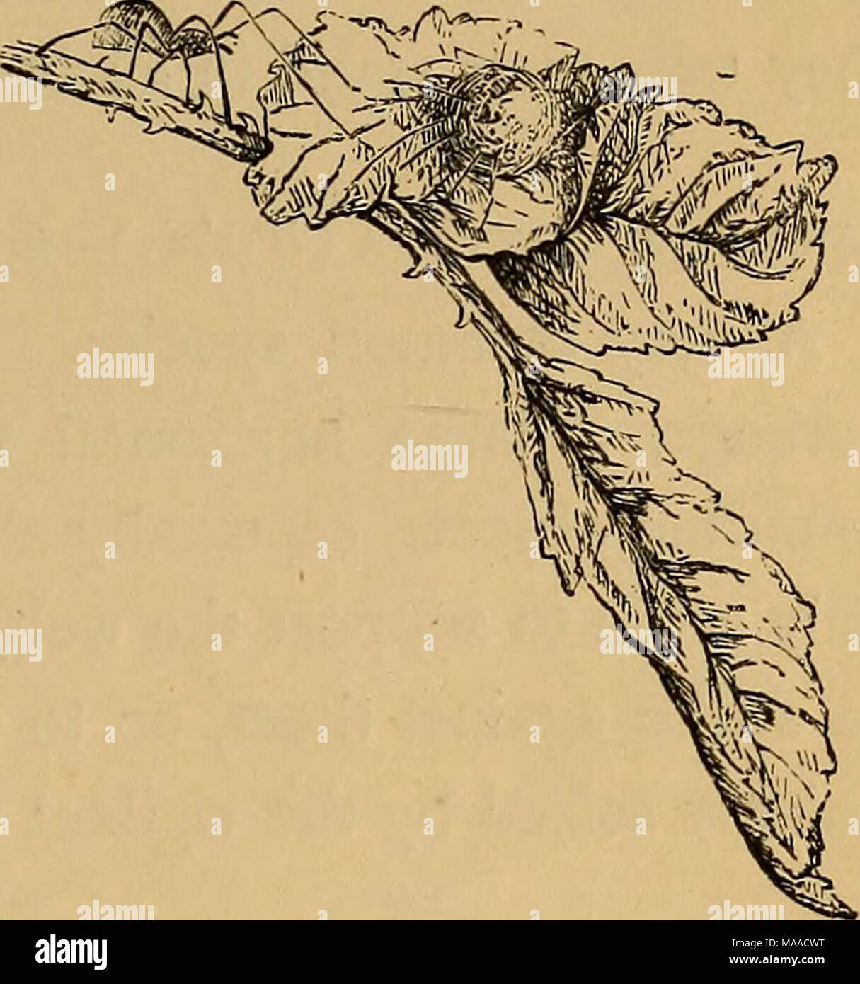 Dark stripe on abdomen hires stock photography and images Alamy