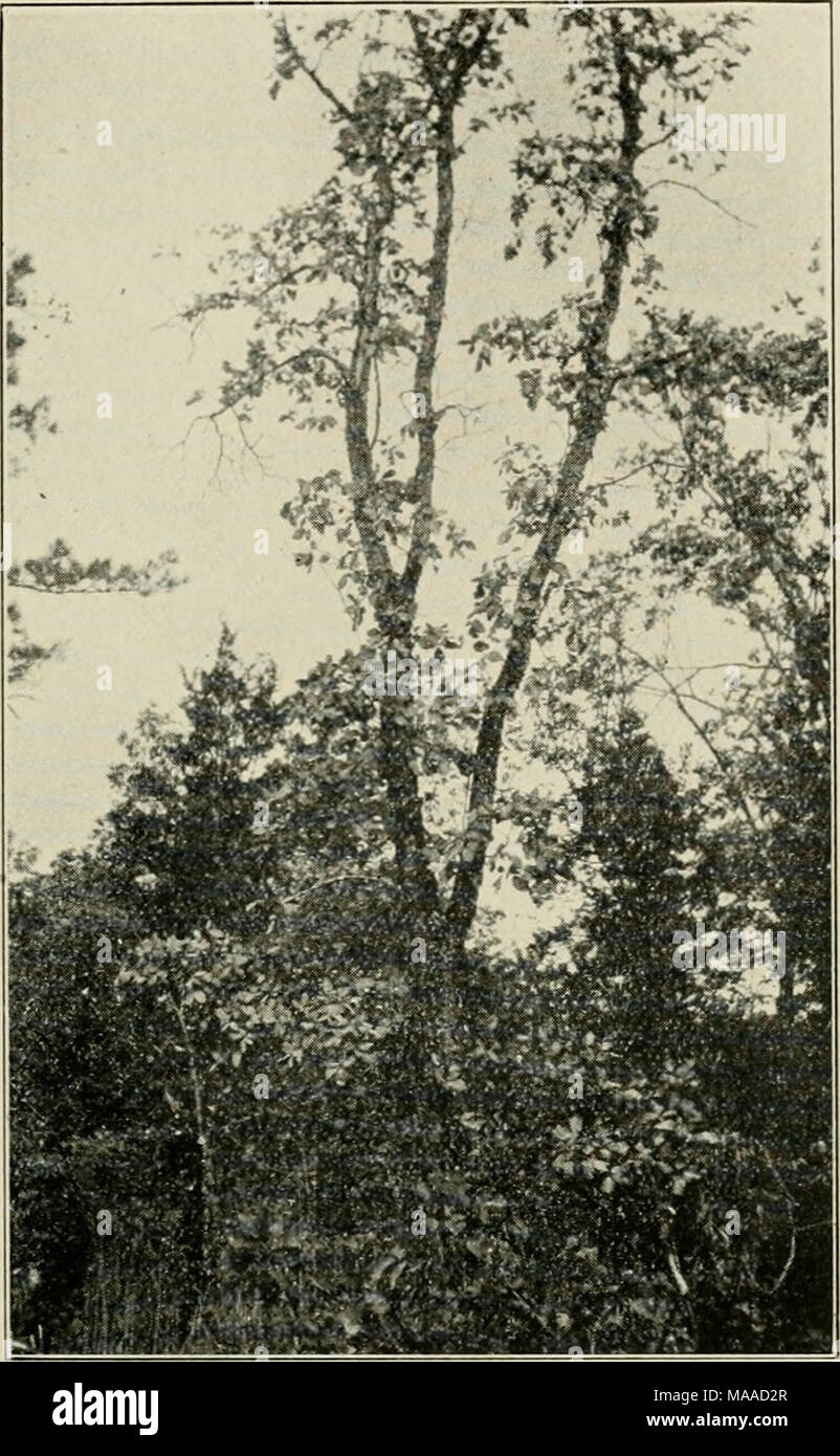 . Economic botany of Alabama . Fig. 60. Cotinns on limestone, north slope of Valhermosa Mountain, in northeastern part of Morgan County. September 28, 1927. References:—Buckley 2, Mohr 2, 6; Sargent, Garden &amp; For- est 4:340. 1891. Known in Alabama only on dry slopes of Bangor or Moun- tain Limestone in the eastern part of the Tennessee Valley. The first botanist to report it from Alabama was S. B. Buckley, who found it in xA.pril, 1842, on the south side of the Tennessee River, presumal)ly in Morgan County, and on the &quot;Bailee place&quot; near New Market, Madison County, but apparently Stock Photo
