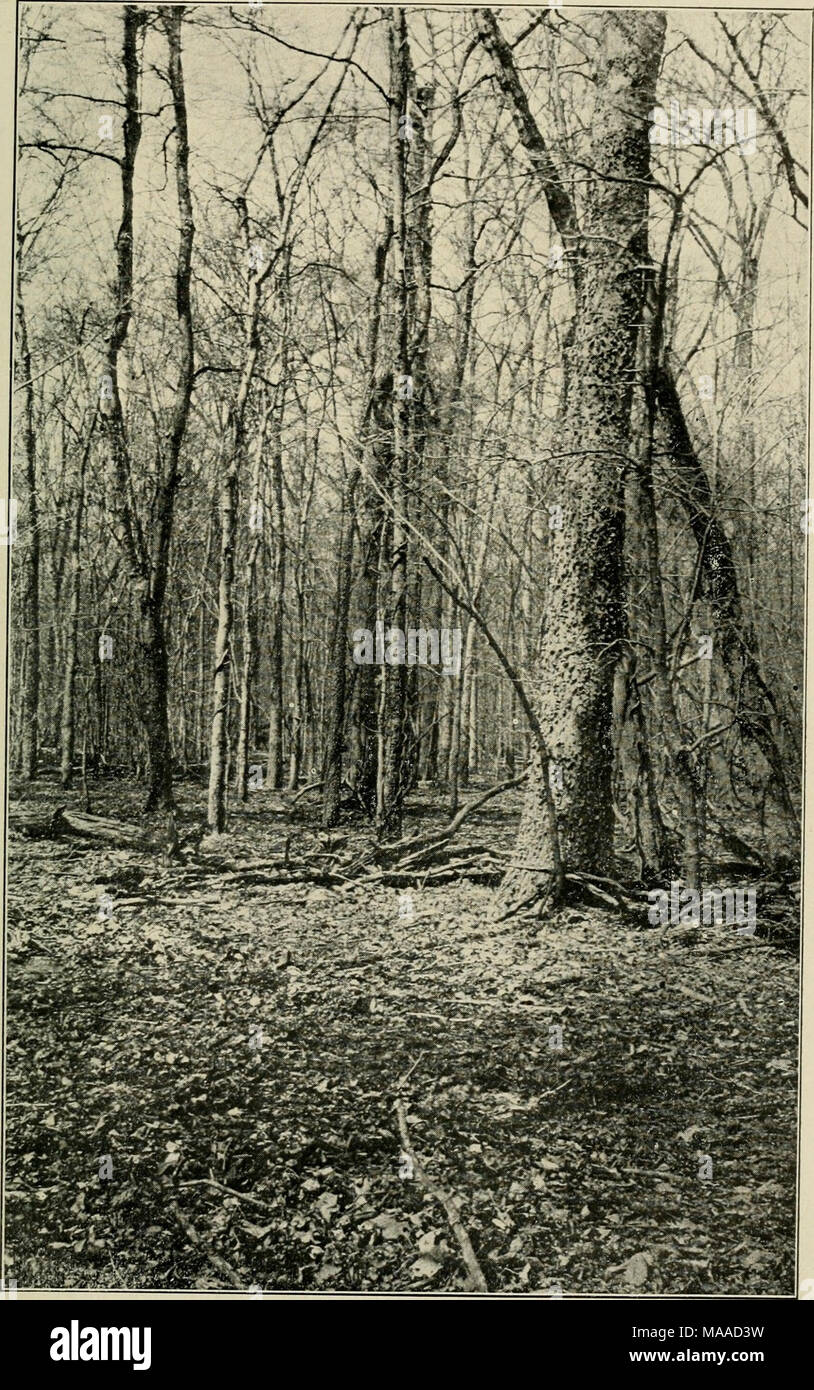 . Economic botany of Alabama . Fig 43. Ccltis Mississippiensis (?) in