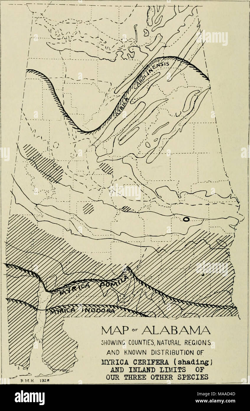 . Economic botany of Alabama . R M H 192e N4AP °^ ALABAMA 5H0WIN&amp; COUNTIES, NATURAL REGIONS AND KNOWN DISTRIBUTION OF MYRICA CERIFERA (shadingJ AUD BfLAlO) LIMITS OF OUR THREE OTHER SPECIES Map 12. Distribution of our four species of Myrica. The ring in the southern part of Macon County belongs to M. piiinila. Stock Photo