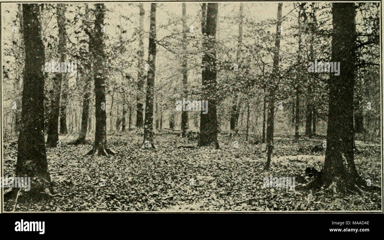 . Economic botany of Alabama . Fig. n. Beech forest in bottoms of Flint Creek about three miles north of Hartselle, Morgan County. March 13, 1913. (The large tree in the center is a sweet gum.) preferences are not fully understood yet, but it seems likely that certain conditions of the soil fauna and flora are essential, perhaps the absence of earthworms and the presence of certain fungi. It is found in every region except 1-i and 15, but is rare in 4. 6B and 13. It is probably most abundant in 2B, where it may make up as much as 3% of the forest. CASTANEA, Adanson. The Chestnuts and Chinquapi Stock Photo