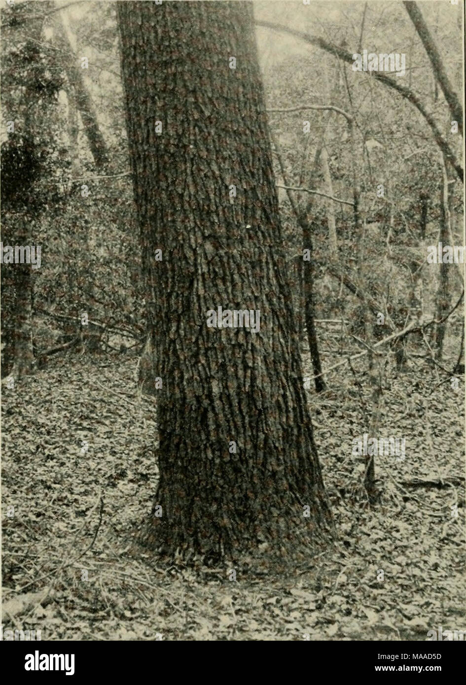 . Economic botany of Alabama . Fig. 11. Trunk of Piinis glabra. 30 inches in diameter, in creek bot- toms about four miles east of Ozark, Dale County, December 12, 1905. 6C. Autauga, Elmore, Macon, and probably Russell County; rather rare. 7. Occasional in creek bottoms, Dallas, Montgomery and Bullock Counties. 8. Common in creek bottoms throughout. lOE. Frequent in creek and river bottoms. low. Common in ravines and bottoms, up to the northern edge of Choctaw County and presumably the southwest corner of Sumter. 11. Ravines, bluffs, etc.; common. 12. Hammocks, etc.; not common. 13. Occasional Stock Photo