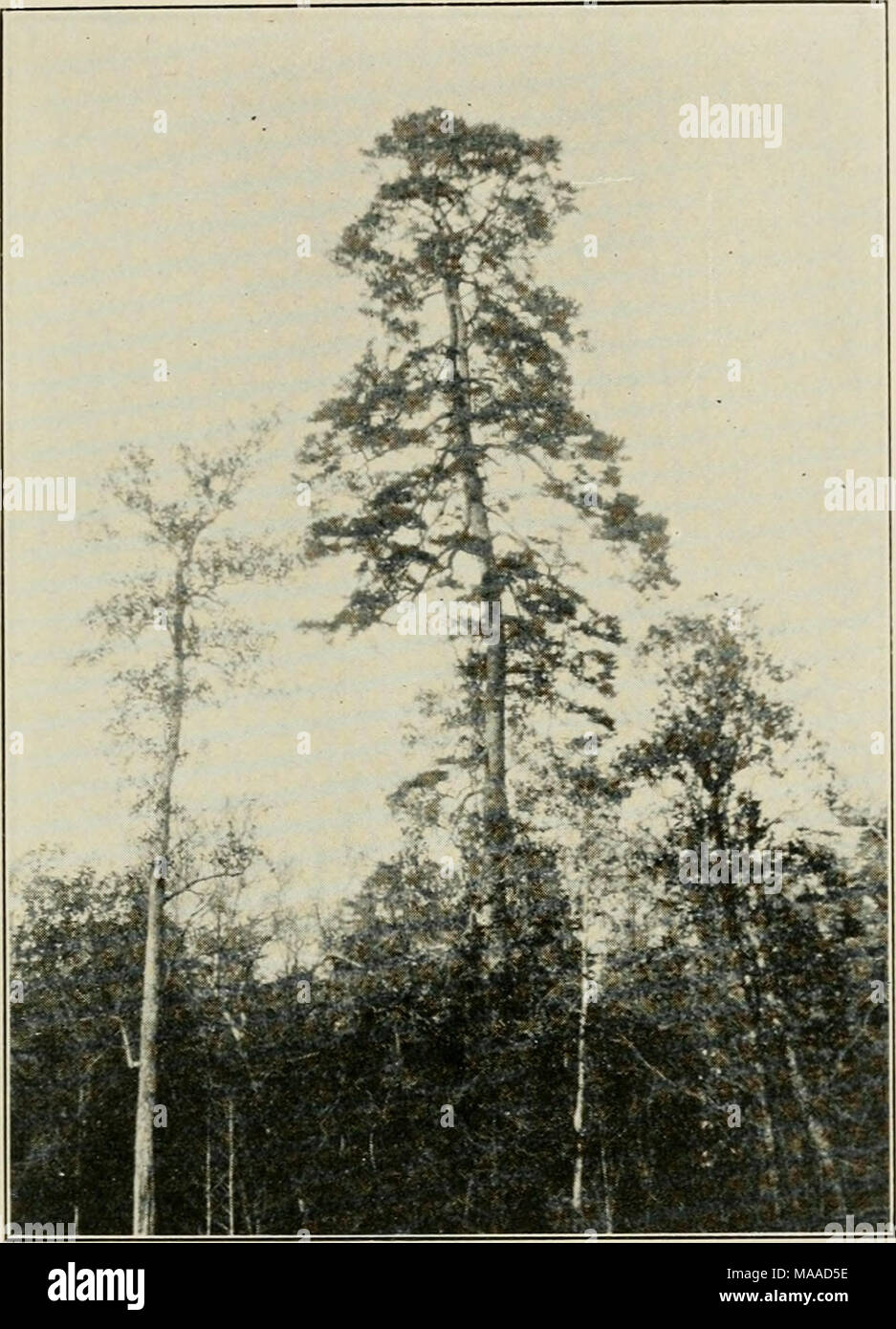 . Economic botany of Alabama . Fig. 10. Pi)ius glabra, about two feet in diameter and 75 feet tall, in Conecuh River bottoms northwest of Troy, Pike County. December 11, 1905. sweet guni, and other hardwoods. It is strictly confined to the coastal plain, and scarcely extends north of latitude 33&quot; in any part of its range. 6A (r). One or two small trees a little south of Maplesville, perhaps of recent introduction. Native along a small creek about six miles east of Wetumpka, and along creeks in the northern part of Macon County. Sev- eral years ago some pine cones from a peaty stratum in a Stock Photo