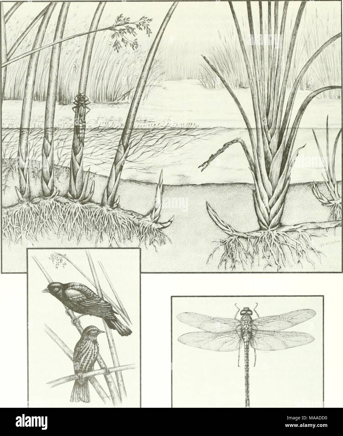 . The ecology of Tijuana Estuary, California : a national estuarine research reserve . Figure 3.15. Brackish marsh habitats support large emergents, including bulrushes (Scirpus californicus) and cattails (Typha domingensis), as well as the submerged aquatic, ditch grass (Ruppia maritima). Dragonfly nymphs (on the bulrush stem) are adults, such as the green darner (Anax Junius; Odonata: Aeschnidae) are common. Red-winged blackbirds are characteristic residents of the emergent brackish marsh. Mclntire collection, © 1986 by Zedler. 42 Stock Photo