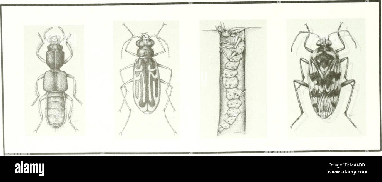 . The ecology of Tijuana Estuary, California : a national estuarine research reserve . Figure 3.14. The salt panne insects include species of rove beetle (Bledius; Coleoptera: Staphylinidae, on left) and tiger beetle (at center: adult Cicindela gabbi and larva of C. oregona; Coleoptera: Cicindelidae). The saldid bug (Pentacora signoreti; Hemiptera: Saldidae, 8 mm long) is an important and widespread marsh predator. Mclntire collection, © 1986 by Zedler. 40 Stock Photo