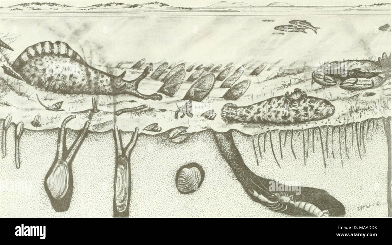 . The ecology of Tijuana Estuary, California : a national estuarine research reserve . Figure 3.20. The channels suport a wide variety of animals. Illustrated are mullet in the water column and benthic animals, from left to right: the horn snail, sea hare (Aplysia), mud snails (Nassarius), sand dollars, hermit crabs (Pagurus), egg cockle (Laevicardium), sea cucumber (Molpadia) and its commensal pea crab (Pinnixia barnharti), and the crab (Cancer productus) with attached mussels (Mytilus edulis). Burrowing in the sediments are, from left to right: the mud-flat brachiopod (Glottidia albida), ben Stock Photo
