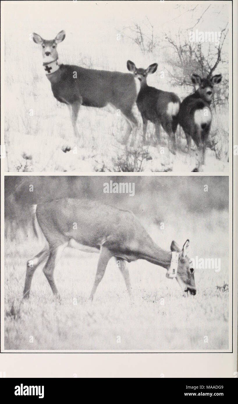 . Ecology of sympatric populations of mule deer and white-tailed deer ...