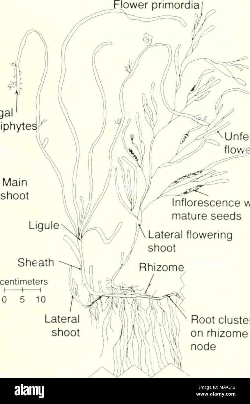 . Ecology of Buzzards Bay : an estuarine profile . Unfertilized er Inflorescence with mature seeds Root cluster on rhizome node Fig. 4.5. The general morphology of the eelgrass Zostera marina. From Costa (1988a) Buzzards Bay populations of Zostera appear to have generally recovered (Costa 1988b) from the catastrophic decline because of a lasting&quot; dis- ease (Tabarynthula), which decimated eelgrass beds throughout New England from 1931 to 1933 (Cottam 1933). Costa (1988b), using aerial pho- tographs, determined that several years after the decline, eelgrass beds in Buzzards Bay covered less Stock Photo
