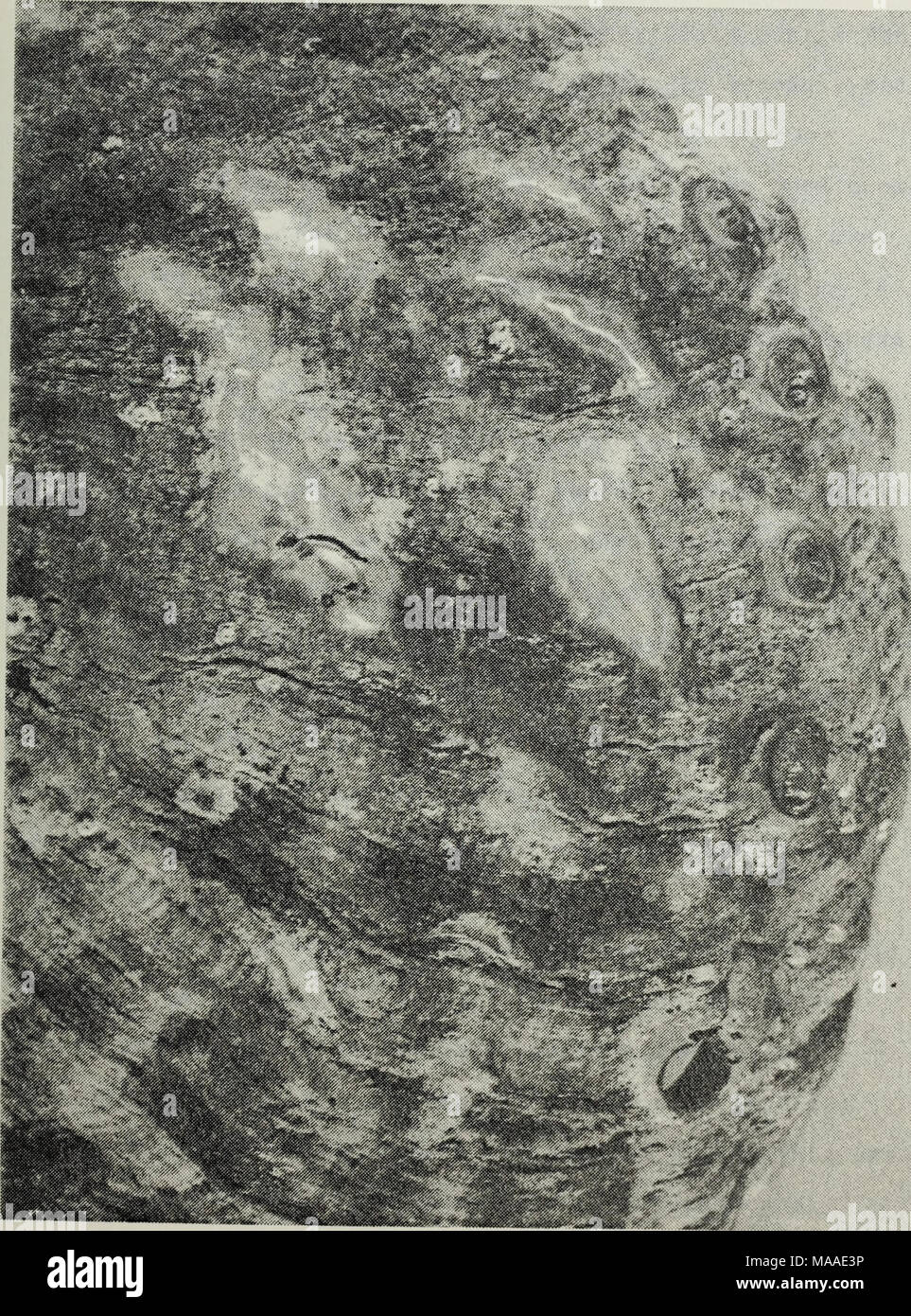 . The ecology of the benthic and endolithic communities of a rocky reef ...