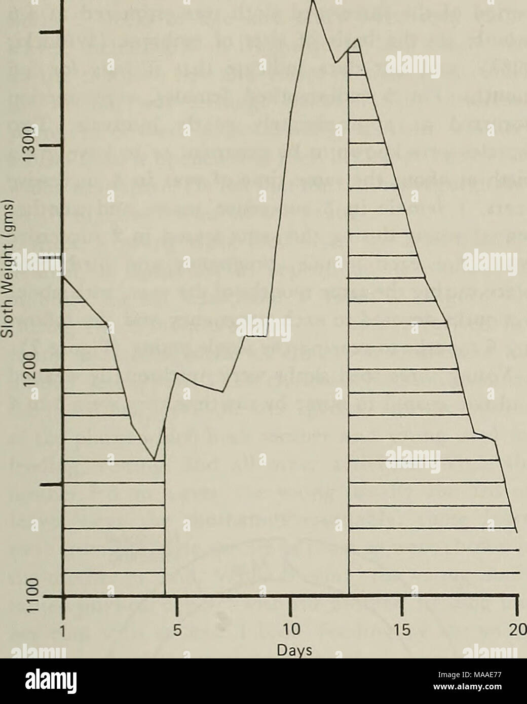 . The Ecology of arboreal folivores : a symposium held at the Conservation and Research Center, National Zoological Park, Smithsonian Institution, May 29-31, 1975 . Figure 6. Changes in body weight of a young captive three-toed sloth fed on an alternating diet of powdered, rehydrated leaf of Cecropia eximia and Lacmellea panamensis. Lacmellea leaf was about 1.6 times as digestible as Cecropia leaf. The sloth died at the end of the experiment. and the amount eaten. The difference between food input and feces outflow was greater when Lacmellea was fed, averaging 9.8 gm per day for Lacmellea leaf Stock Photo