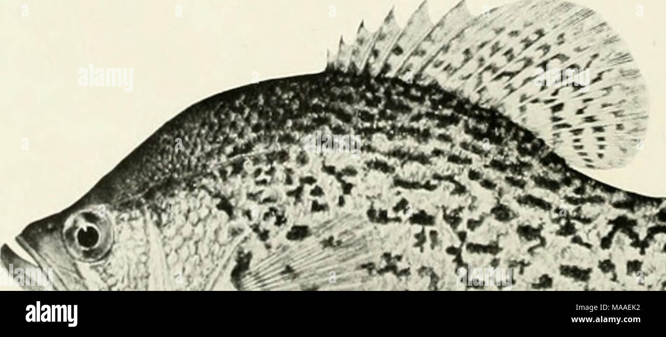 . The ecology and economics of Oneida Lake fish . ^^^^^^-^-^J^ &gt;;.&gt;^^ â iK. 21 V Calico Ua^s (/',.Â»M.n.v ,f,xroHcs). Stock Photo