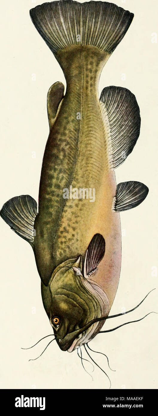 . The ecology and economics of Oneida Lake fish . Stock Photo