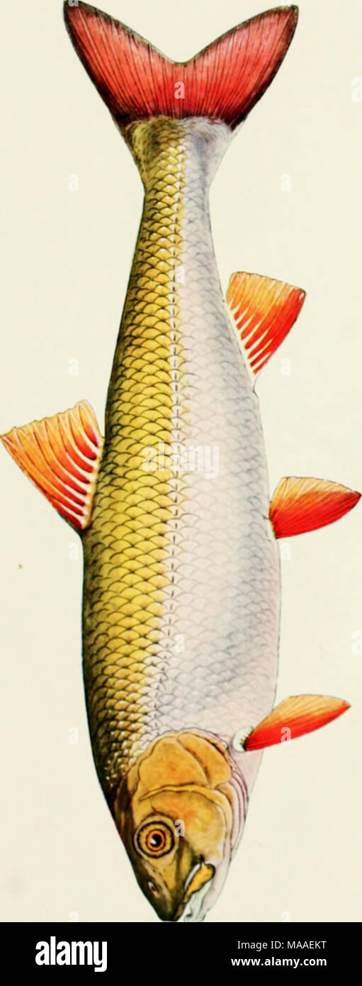 . The ecology and economics of Oneida Lake fish . Stock Photo