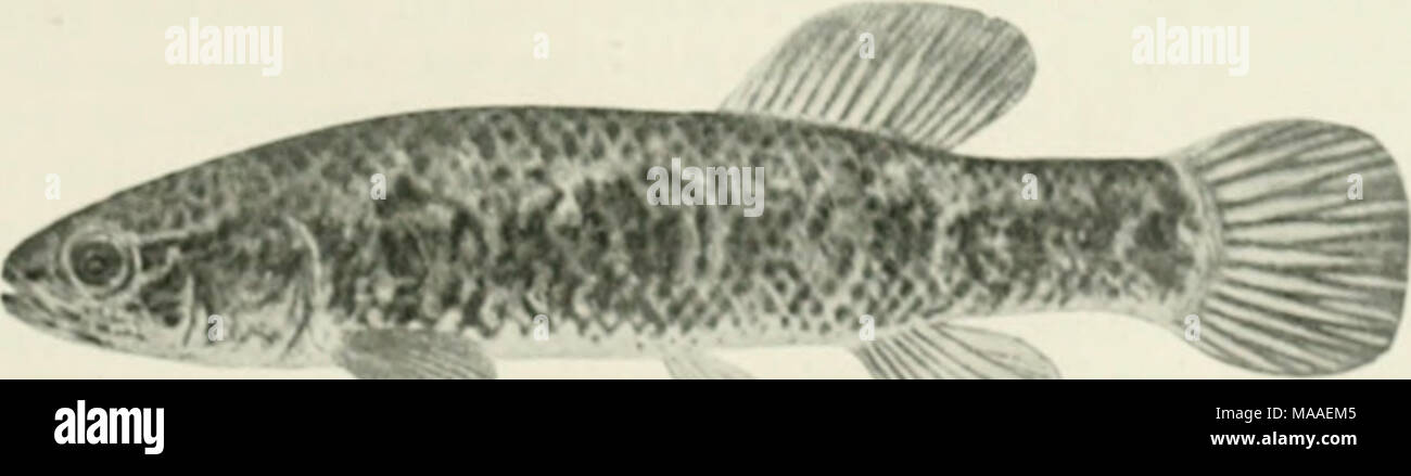. The ecology and economics of Oneida Lake fish . ^ ^^^ Fill, -'&quot;i Mii'l Mil&quot;!' Â« â riii/&gt;r.i /iÂ»wi). Stock Photo