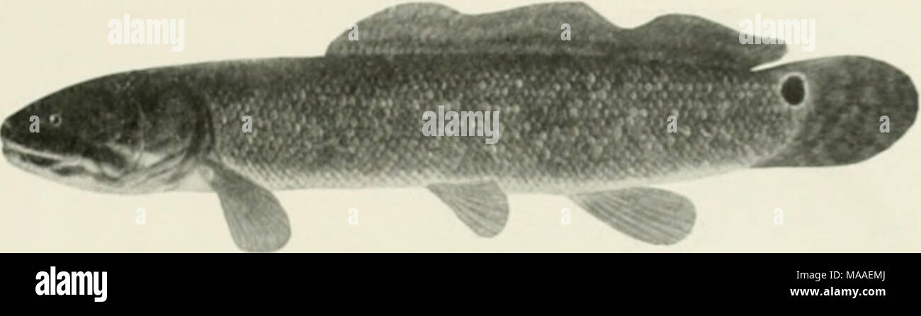 . The ecology and economics of Oneida Lake fish . Fig. i8. Bowfin (./mid caha). Stock Photo