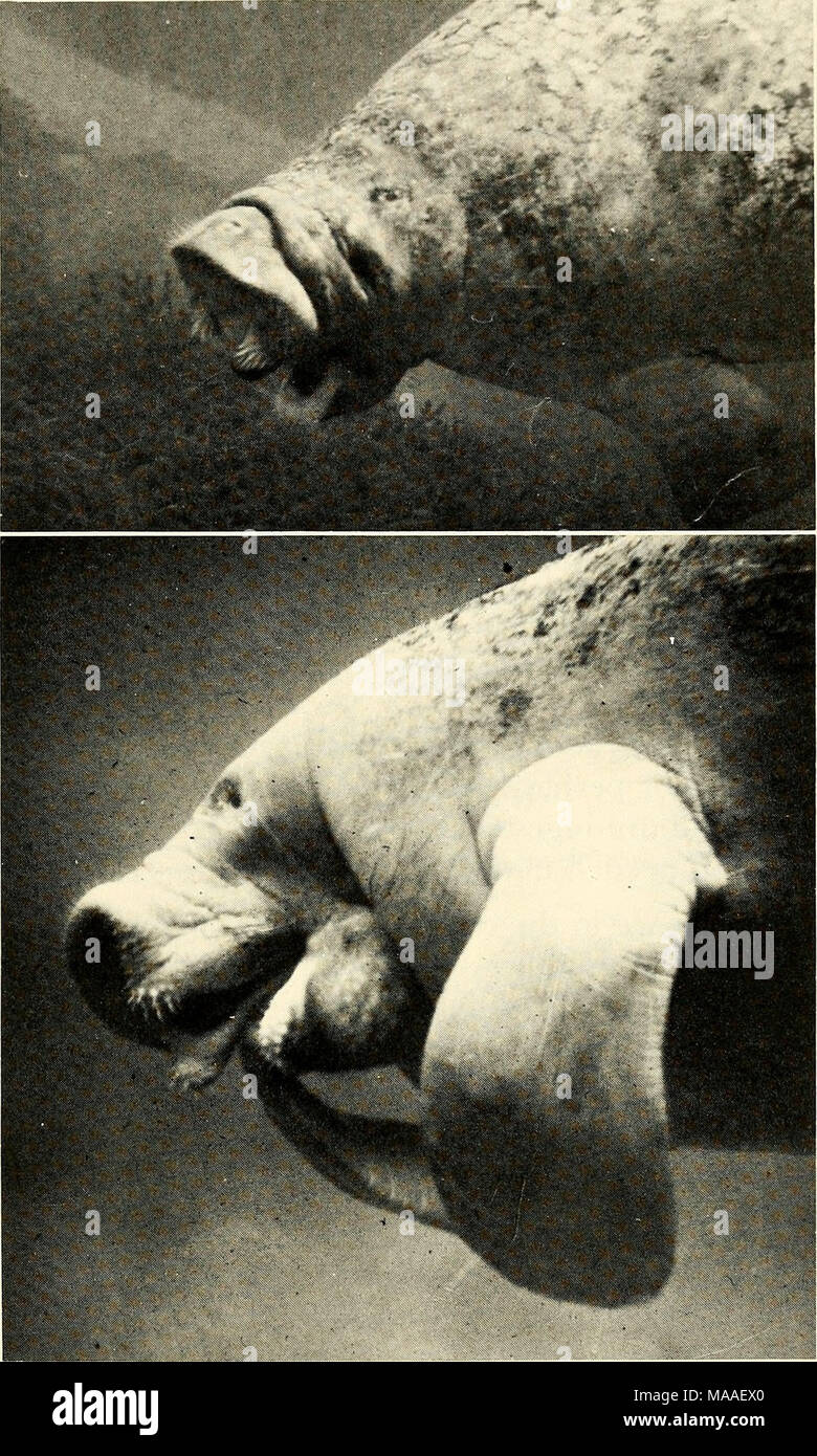 . Ecology and behavior of the Manatee (Trichechus manatus) in Florida