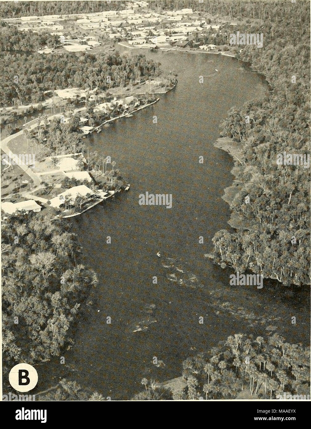. Ecology and behavior of the Manatee (Trichechus manatus) in Florida . Fig. 2 (cont.) B, headwaters of the Homosassa River. Coastal forest is dominated by cabbage palm (Sabalpalmetto), bald cypress {Taxodiuin distichum), live oak (Quercus virginiana), red maple {Acer rubrum), red-cedar (Juniperus silicicola), magnolia {Mag- nolia virginiana), red-bay {Persea borbonia), and wax-myrtle {Myrica cerifera). Of the five major stream types in Florida recognized by Beck (1965), spring-fed rivers such as the Crystal, Homosassa, and Chas- sahowitzka are classified as calcareous streams, as distinct fro Stock Photo