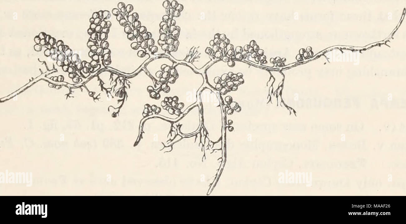 . Ecological and systematic studies of the Ceylon species of Caulerpa . Fig. 47.—C. sedoides (r. br.) c. ag. /. crassicaulis J. G. AG. (1 X 1). vesicles are sometimes provided with a very short but distinct stalk (fig. 48), and this seems also to be the case with Agardh's own type-specimens, a character again shown in some high-grown crassicaulis forms (in the Herbarium of the R. Riksmuseum in Stockholm) from Torres Strait (Aug. 1846). Also Weber v. Bosse speaks about (loc. cit. p. 388) a Caulerpa from Upola, in which some branchlets are Stock Photo