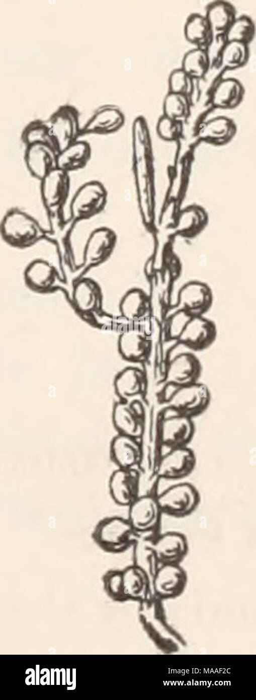. Ecological and systematic studies of the Ceylon species of Caulerpa . Fig. 50.—C. sedoides (r. br.) c. AG. /. mixta n. f. (2 X 1). pedunculate, reminding one almost of C, racemosa v. clavifera, from which it is however distinct by its constriction. Both in Matara and Weligama the /. crassicaulis showed itself very uniform and scarcely variable and gave the impression of being a distinct race. Stock Photo