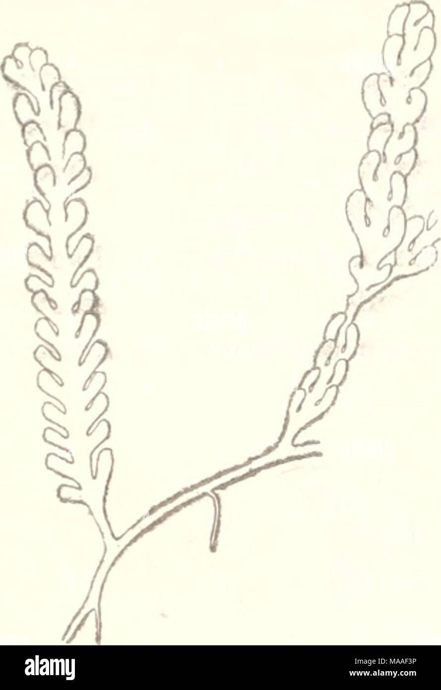 . Ecological and systematic studies of the Ceylon species of Caulerpa . Fig. 18.—C. corynephora mont. /. complanata (j.g. ag.) w. v. b. (I X 1). Geographical distrihution.- Tropical Coasts of Australia. 12.—CAULERPA L^TEVIRENS, Montagne. Syn. Catderpa racemosa var. Icetevirens, Weber v. Bosse, Monographie des Caulerpes, p. 366. f. laxa (Greville). Weber v. Bosse, loc. cit. p. 367. Greville, Remarks on some Algse bel. to the Gen. Caulerpa, PI. II., figs. 1, 2. Ann. and Magazine of Nat. Hist., vol. XII, sec. ser. (1853). Caulerpa laxa, Grev. Murray, Catalogue p. 38. Exsicc. Harvey, Ceylon Algae  Stock Photo
