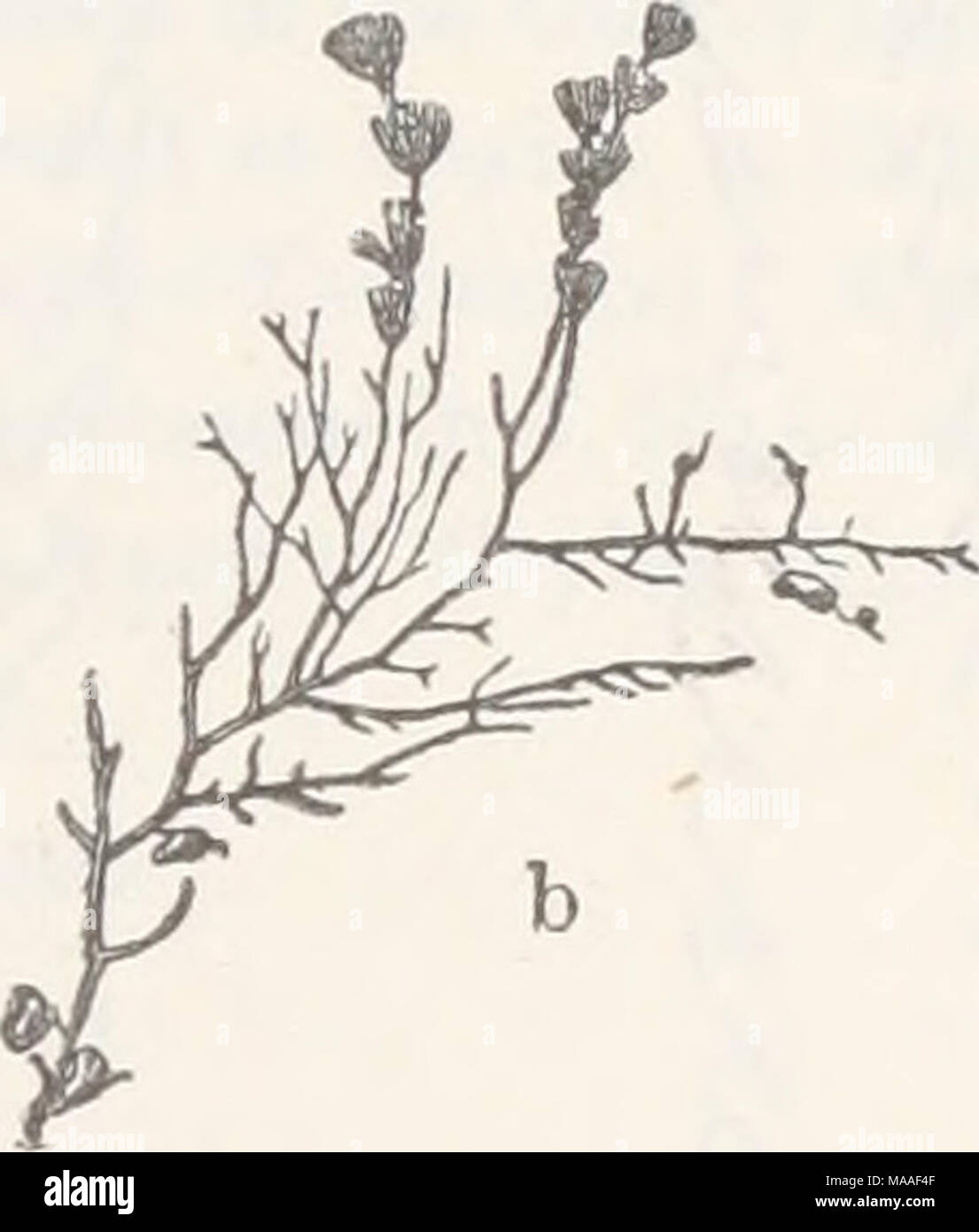 . Ecological and systematic studies of the Ceylon species of Caulerpa . Fig. 1.—C. verticillata, j. g. ag. (1 x 1). Periodicity.—^From notes taken by me it seems that C. verticillata at Galle reaches its highest development during the months from November to March, when it occurs in masses at the mouth of the river. On visiting the identical spot in August of the same year (1903) it was scantier, but Ceramia and other Florideae were more abundant. The specimens of this plant collected by Prof. Kjellman (WiTTROCK &amp; NoRDSTBDT, AlgsB exsicc. No. 347) at Galle during the expedition of the &quo Stock Photo