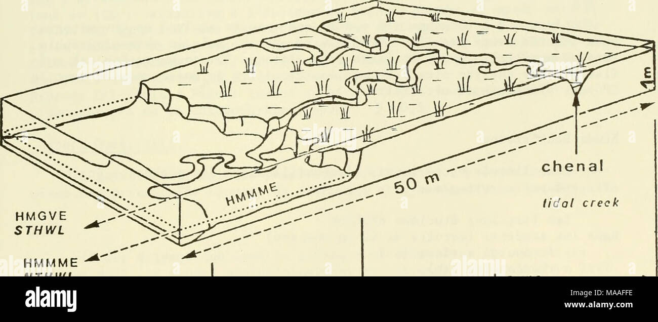 . Ecological study of the Amoco Cadiz oil spill : report of the NOAA-CNEXO Joint Scientific Commission . HMMME NTHWL Lhaute-slikke — higher mud slope schorre - salt meadow 423 Stock Photo