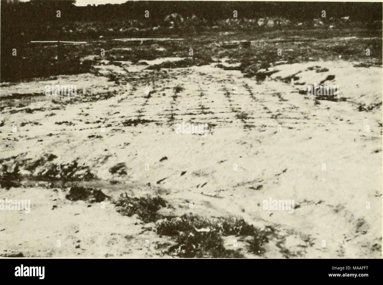 . Ecological study of the Amoco Cadiz oil spill : report of the NOAA-CNEXO Joint Scientific Commission . FIGURE 56. Experimental planting of Puccinellia at Kerlavos in May 1979 just after planting. Stock Photo