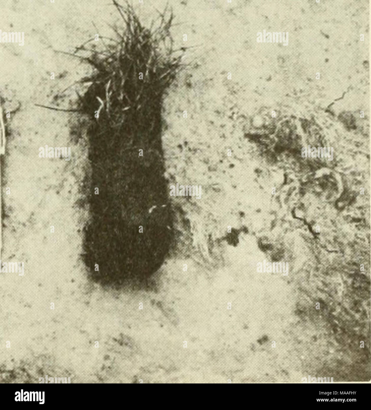 . Ecological study of the Amoco Cadiz oil spill : report of the NOAA-CNEXO Joint Scientific Commission . FIGURE 7. Transplants of Puccinellia: sprig on left, plug on right. 369 Stock Photo
