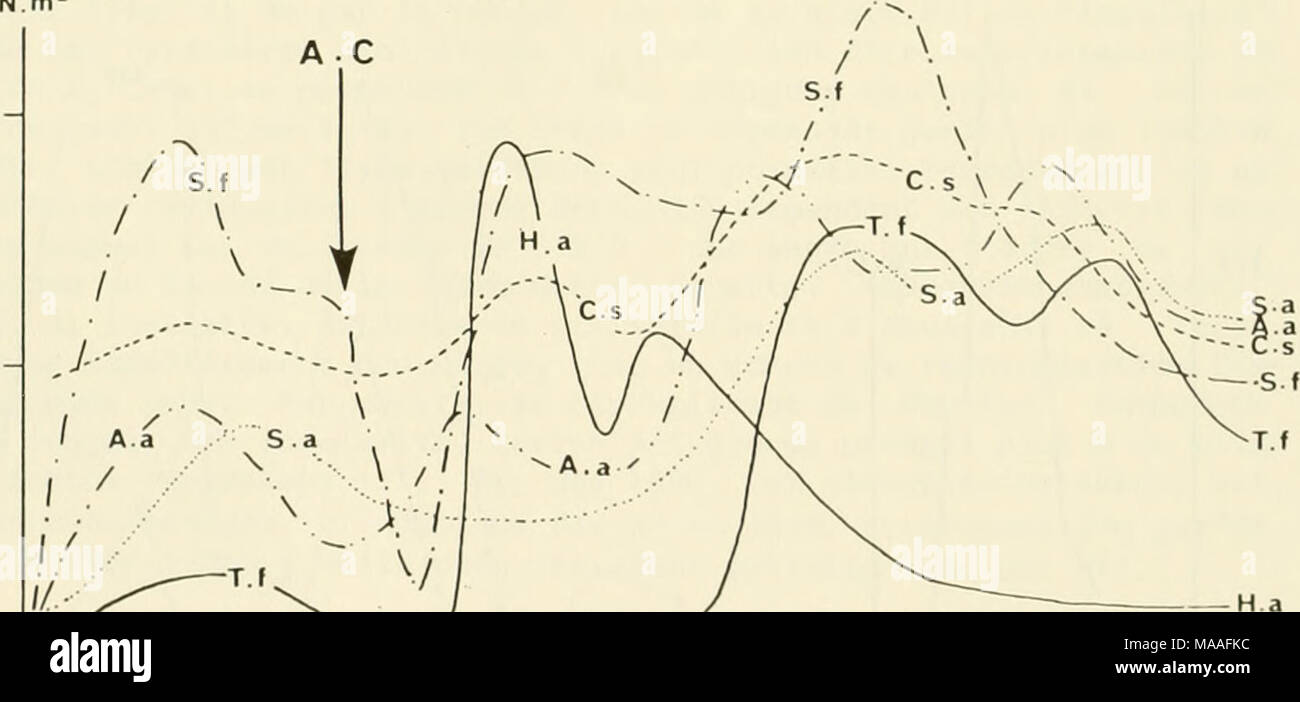 . Ecological study of the Amoco Cadiz oil spill : report of the NOAA-CNEXO Joint Scientific Commission . m' tv? 'j' y W Ij' M W '/ 's' ' '*' |j' W W 'j' 's' W |j' 'm' W 'j' 's' W I 'f' 1977 1978 1979 1980 Figure 7 - Peuplement des sables fins a Abra alba - Hyalinoecia bilineata : evolu- tion schematique de la densite d'Abra alba (A.a.), de Chaetozone setosa (C.s.), d''Heterocirrus alatus (H.a.), de Scoloplos armiger (S.a.), de Spio filicornis (S. f.) et de Thyasira flexuosa (T.f.). (A.C. : debut de la pollution par les hydrocarbures de 1'&quot;Amoco Cadiz&quot;). 218 Stock Photo