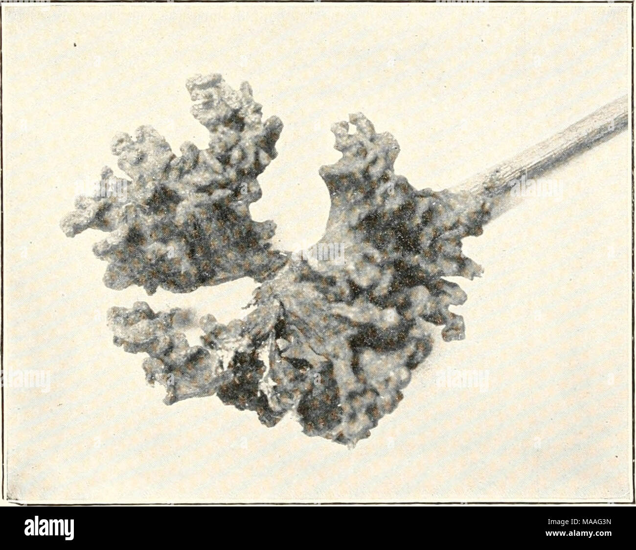 Hand Sampling Invertebrates Sampling invertebrates hi-res stock photography and images - Alamy
