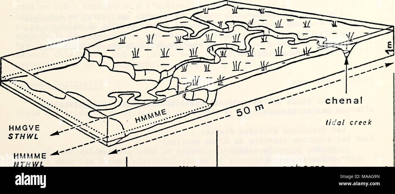 . Ecological study of the Amoco Cadiz oil spill : report of the NOAA-CNEXO Joint Scientific Commission . HMMME NTHWL Uhau te -slikke«- higher mud slope schorre - salt meadow 423 Stock Photo