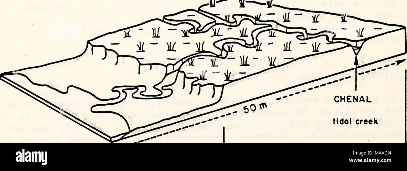 . Ecological study of the Amoco Cadiz oil spill : report of the NOAA-CNEXO Joint Scientific Commission . CHENAL tidal creek UHAUTE-SLIKKE» higher mud slope FIGURE 2. Detailed map of the sampling area. SCHORRE - solt meadow 102 Stock Photo