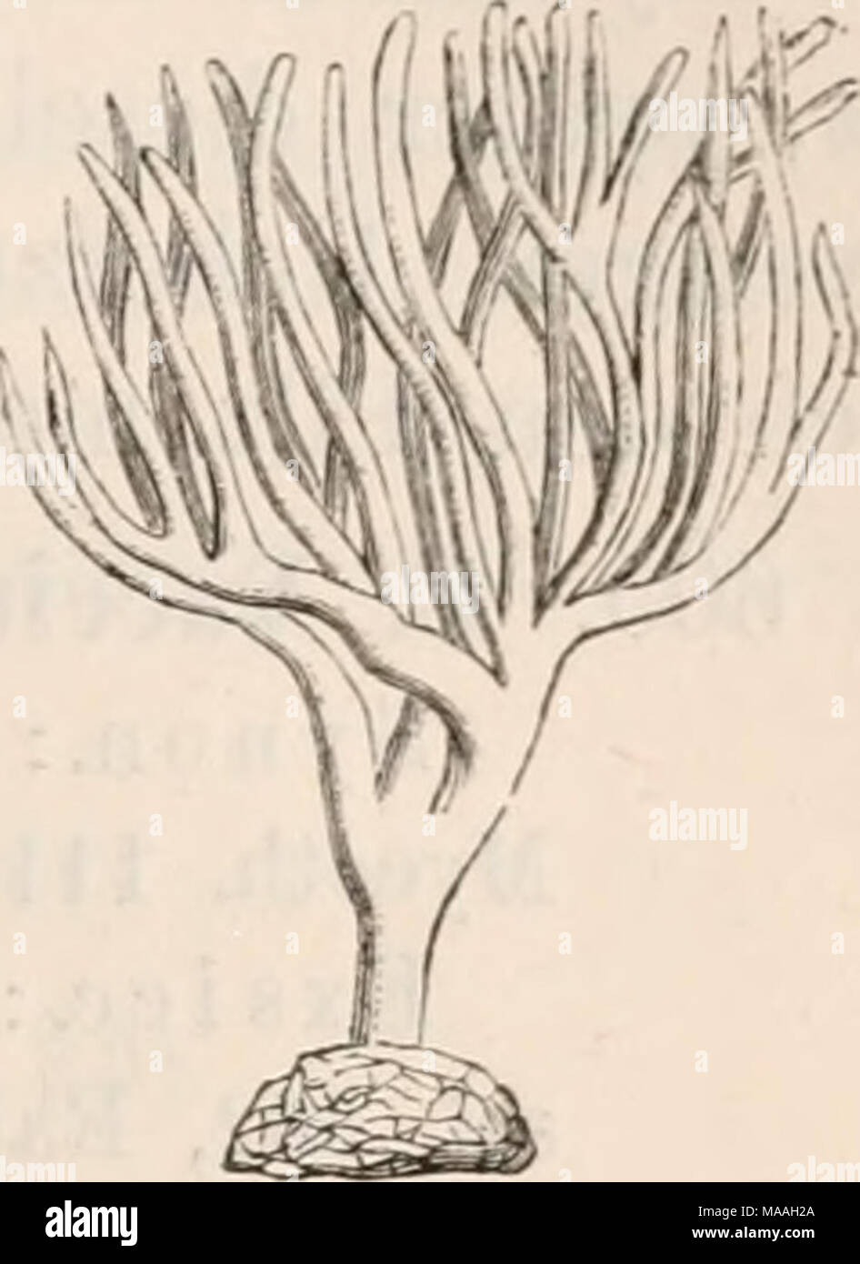 . Dr. L. Rabenhorst's Kryptogamen-Flora von Deutschland, Oesterreich und der Schweiz . 1 2 Fig. 1. Thelephora laciniata. Fig. 2. Thelepliora palraata, kleineres Exem- plar; beide in natürlicher Grösse. Craterellus. F. fleischig oder häutig, meist trichter- oder trompetenförmig; Hymeniiuii imterseits, glatt, runzlig oder gerippt. Stock Photo