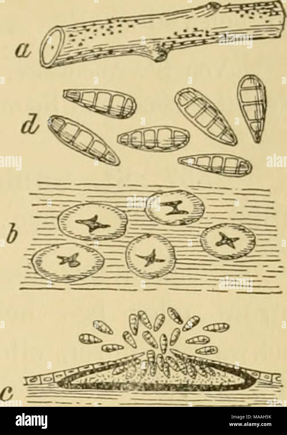 . Dr. L. Rabenhorst's Kryptogamen-Flora von Deutschland, Oesterreich und der Schweiz . Ferner ist auf Populus noch beschrieben: St. Bartholoiiuiei Sacc. et Sydow, Syll. XIV. p. 963. Sporen 20—30 = 5—6, mit drei bis vier Oeltropfen. An entrindeten Aesten von Populus monilifera in Kansas in Nordamerika. Poli/gomini 2855. St. caiilicola (Desm.) Sacc, Sjll. III. p. 448. Syn. Hendersonia caulicola Desni., Not. 17, p. 544, Kickx, Flor, crypt. Flandr. I, p. 390. Fruchtgehäuse klein, ^j^^ — '^/^mm im Durchmesser, zahlreich, bedeckt, schwarz, convex, mündungslos, gerundet, dann einsinkend; Sporen längl Stock Photo