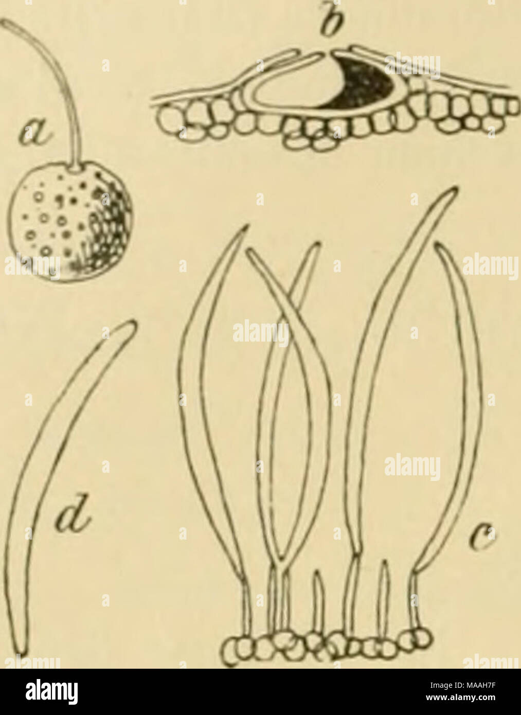 . Dr. L. Rabenhorst's Kryptogamen-Flora von Deutschland, Oesterreich und der Schweiz . An faulenden Beeren von Convallaria majalis in den Ardennen. Cotivolvuins {Calystegia) 2206. S. CoiiYolvuli Desm. in Ann. sc. nat. 1842, XML p. 108. Sacc, Syll. III. p. 536. Syn. Septoria fuscella Berk. in Curr., Simpl, Sphaer. No. 396. Exs. P. Sydow, Mycoth. march. No. 4538. Flecken kreisförmig, dann zusammenfliessend und unregelmässig, roth oder braun-russfarbig, endlich im Centrum weisslich; Frucht- gehäuse eingewachsen, klein, auf der Blattoberseite, bräunlich, am Scheitel durchbohrt; Sporen nadeiförmig, Stock Photo