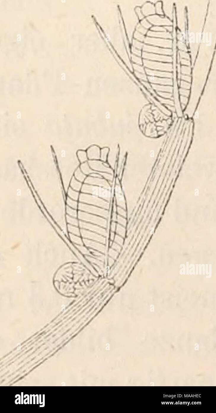 . Dr. L. Rabenhorst's Kryptogamen-Flora von Deutschland, Oesterreich und der Schweiz . Chera contraria, f. capillacea Blatt. Vergr, 10. Stock Photo